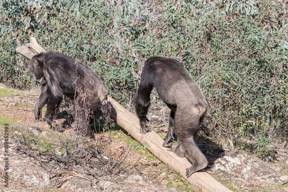 Chimpanzee male and female in mating season in natural habitat Chimpanzee male and female in mating season in natural habitat