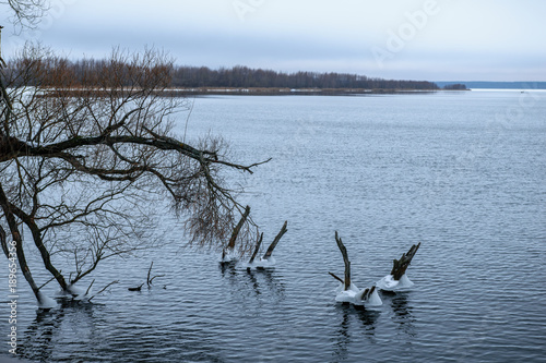 Winter lake in Shatura in Moscow Region, Russia © evdokimari