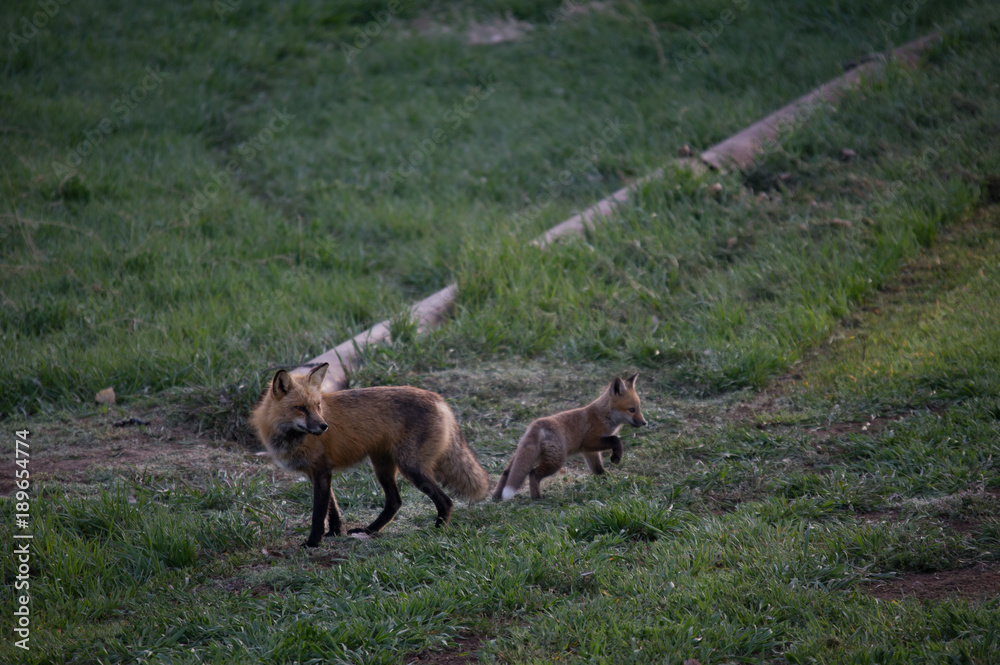 Mother Fox and Kit 4 Mother Fox and Kit 4
