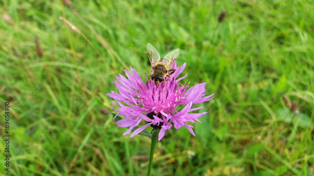 Insect (hoverfly) on a violet - pink wild flower (knapweed) in meadow at late summer - early autumn. Insect (hoverfly) on a violet - pink wild flower (knapweed) in meadow at late summer - early autumn.