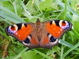 Butterfly, European peacock sitting on grass