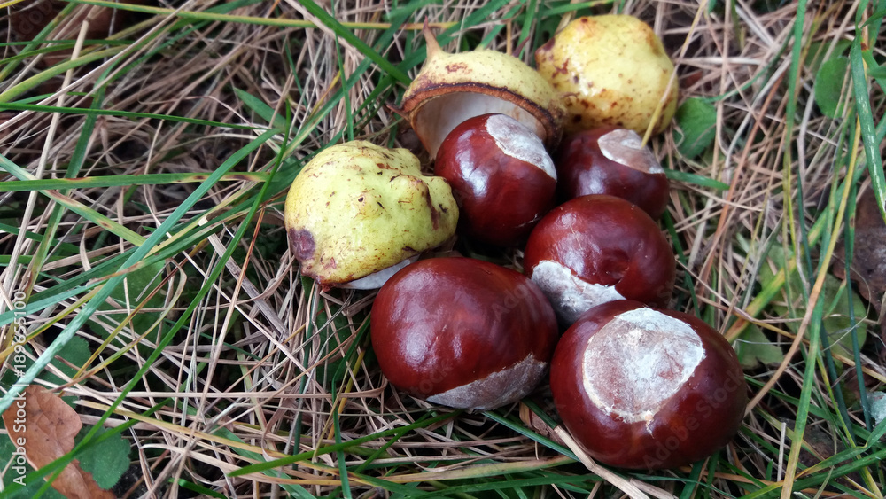 Fresh horse chestnuts with shells on a grass at autumn. Fresh horse chestnuts with shells on a grass at autumn.