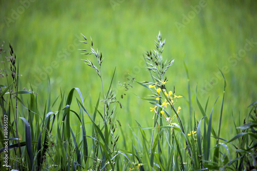 A close up view of various grass in a meadow