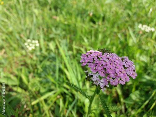 A pink common yarrow, medicinal plant, also known as soldier's wound wort photo