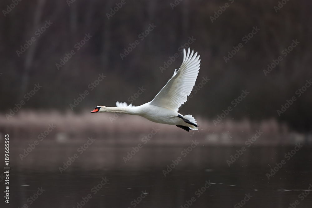 Obraz premium mute swan, cygnus olor, Czech republic