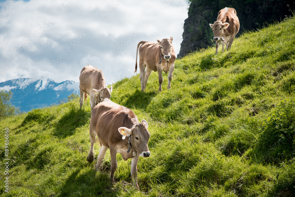 Vier Rinder auf einem steilen Hang im Oberallgäu