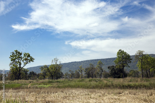 landscape field and mountain