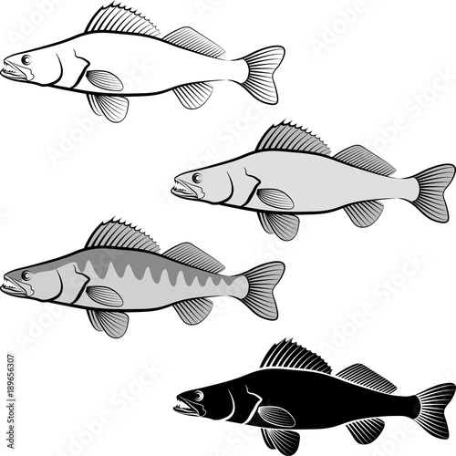 zander fish
