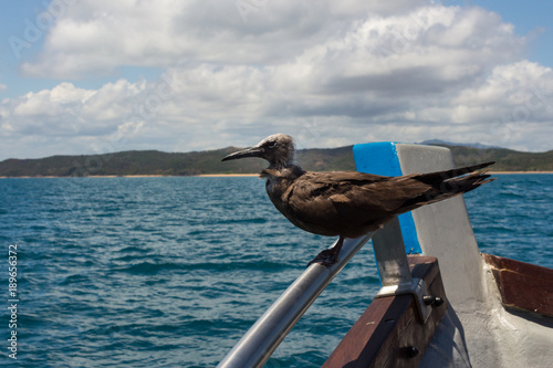 Juvenile Brown Noddy Bird (Anous stolidus) perching in a boat, Madagascar photo