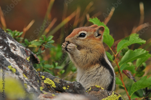 Chipmunk eating © sr-prod