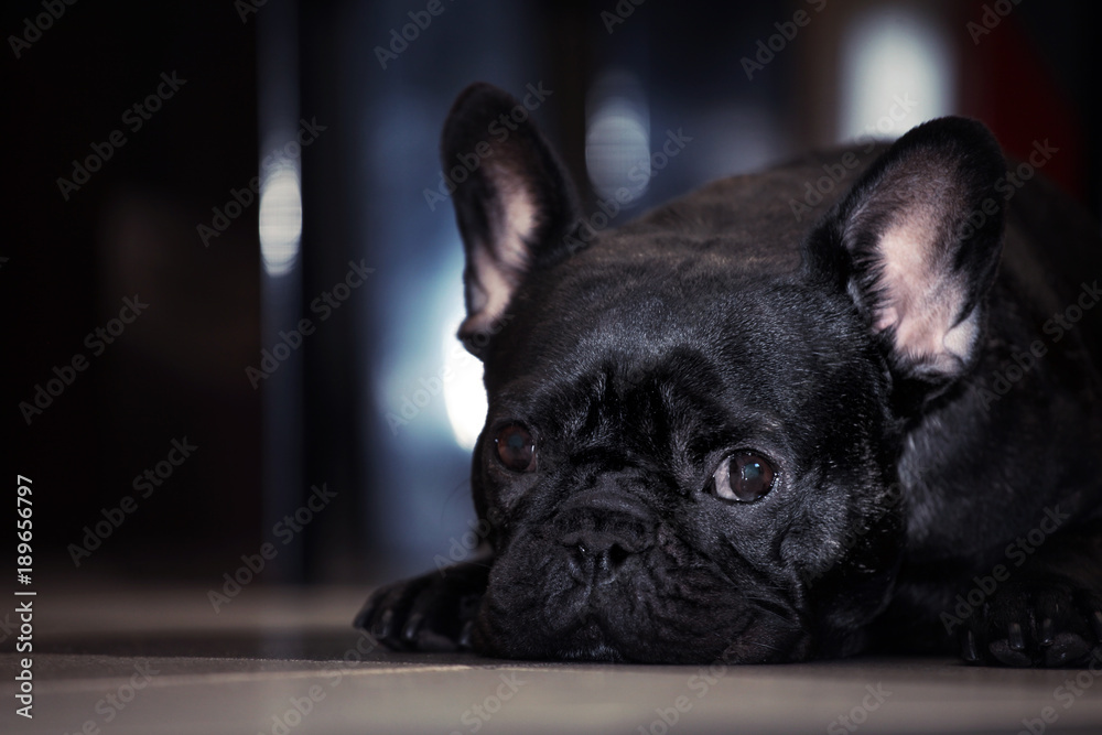 Black french Bulldog 