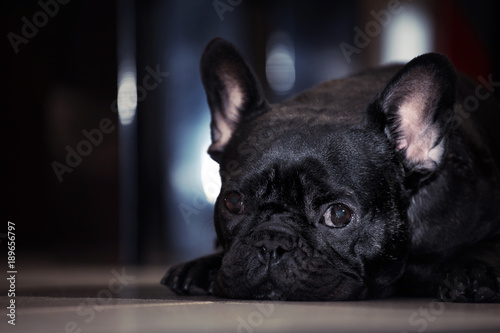 Black french Bulldog  © jonicartoon