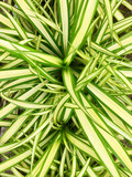 Green leaves of Pandanus sanderi Palm background. View from above