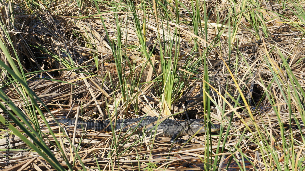 Alligator in swampy environment Alligator in swampy environment