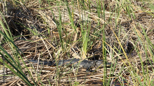 Alligator in swampy environment