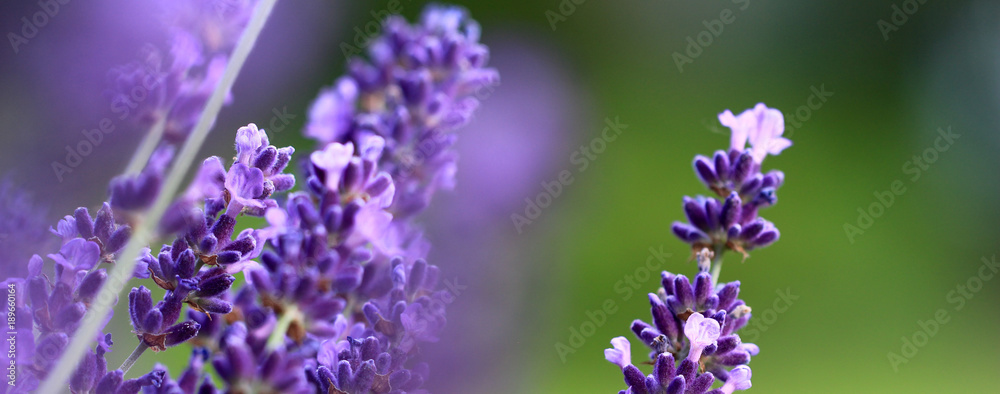 Lavendelblüte im Sommer Lavendelblüte im Sommer