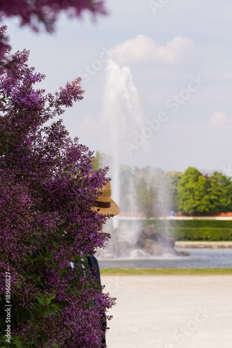 Mann beim Spaziergang im Park hinter einem Fliederbusch photo