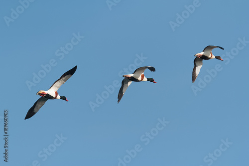 Three Shelduck, Tadorna tadorna, in flight against clear blue sk