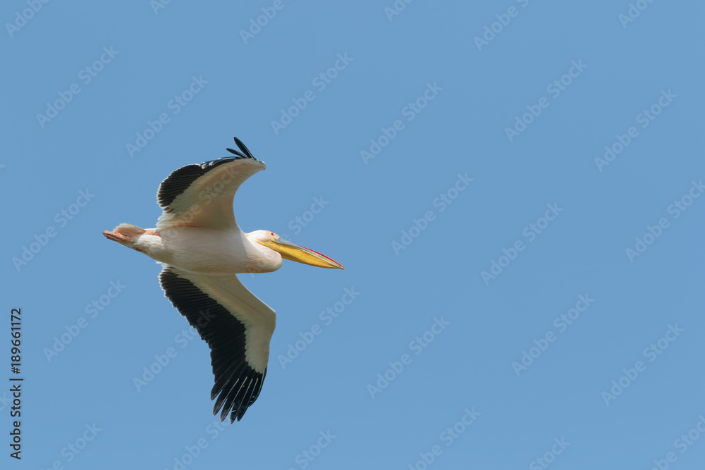 A Great White Pelican in flight isolated against clear, blue sky A Great White Pelican in flight isolated against clear, blue sky