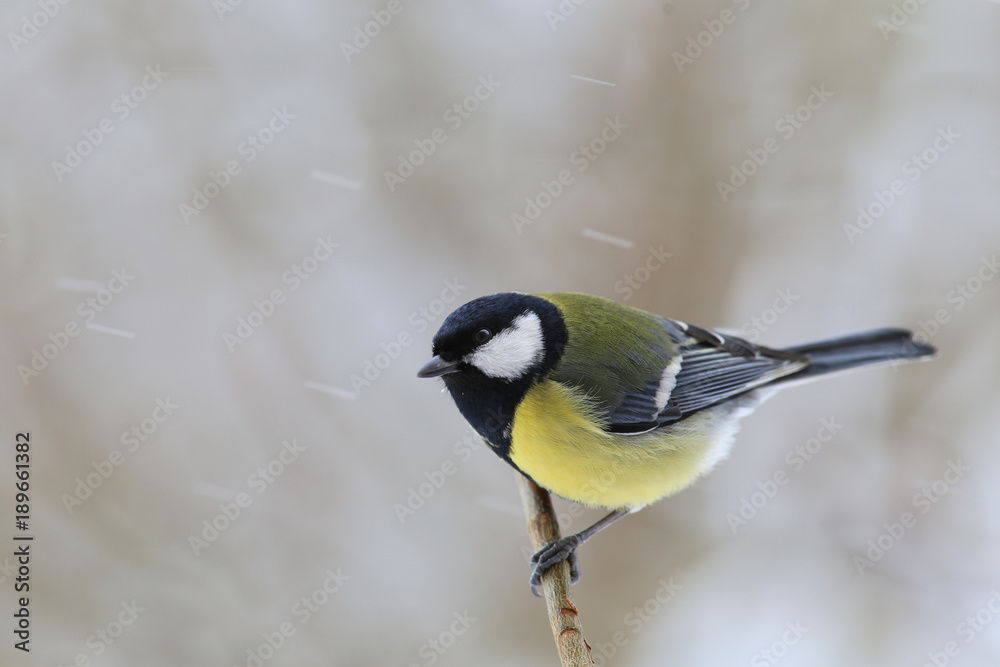 Fototapeta premium Winter day. Lone Tit on a branch during a snowfall