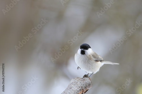 Marsh tit standing on a branch on one leg. This is his usual position...