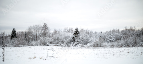 Photo of snowy field with shrubs and fir trees © nuclear_lily