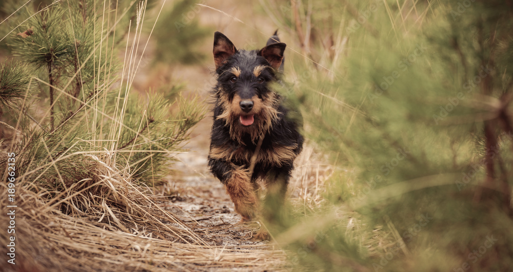 Deutscher Jagdterrier, German hunting terrier black and tan, in the forest. - obrazy, fototapety, plakaty 