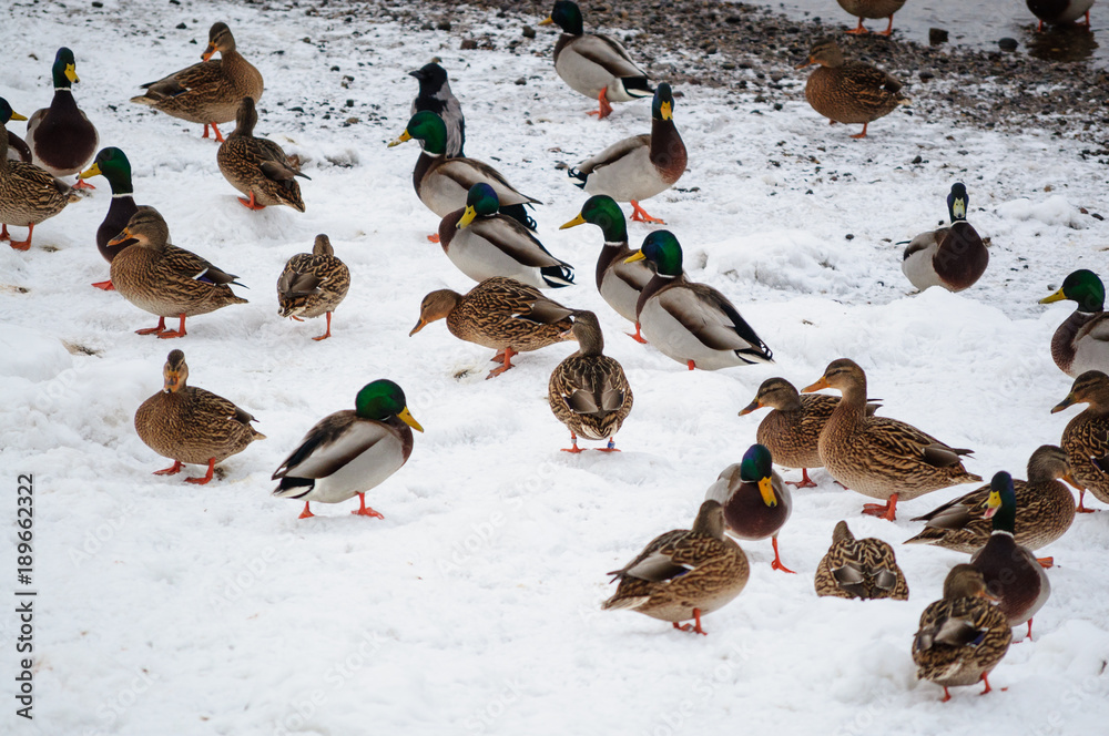 Fototapeta premium Ducks on the snow