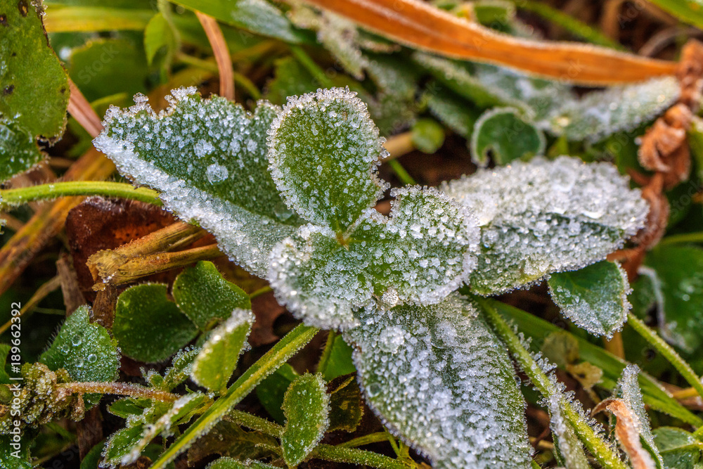 green plant in the fall where large drops of frozen dew green plant in the fall where large drops of frozen dew