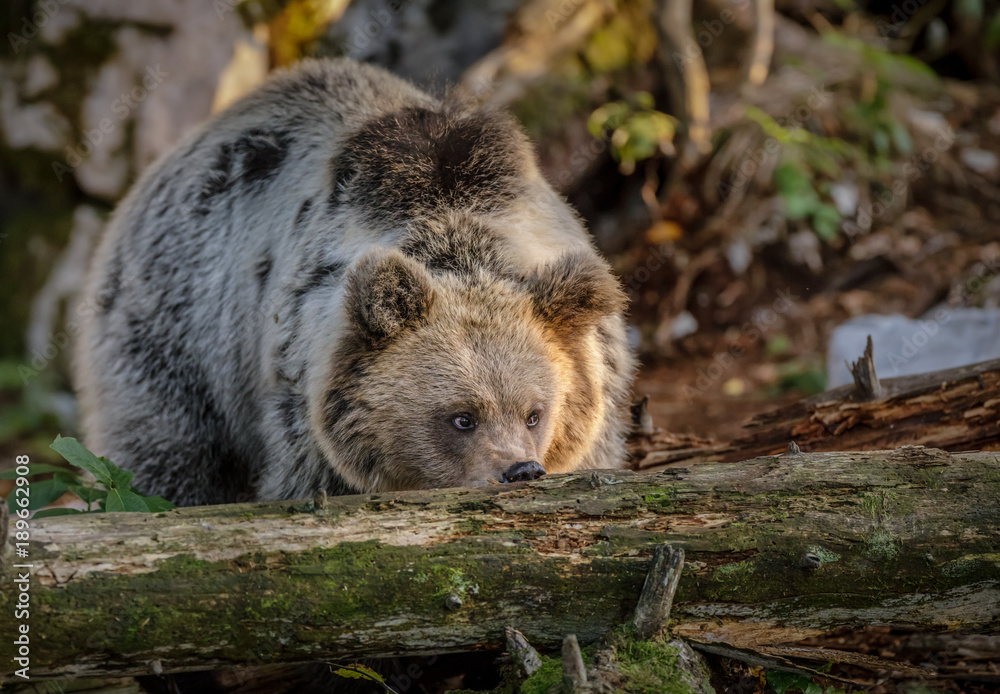European brown bear sniffing a dead tree European brown bear sniffing a dead tree