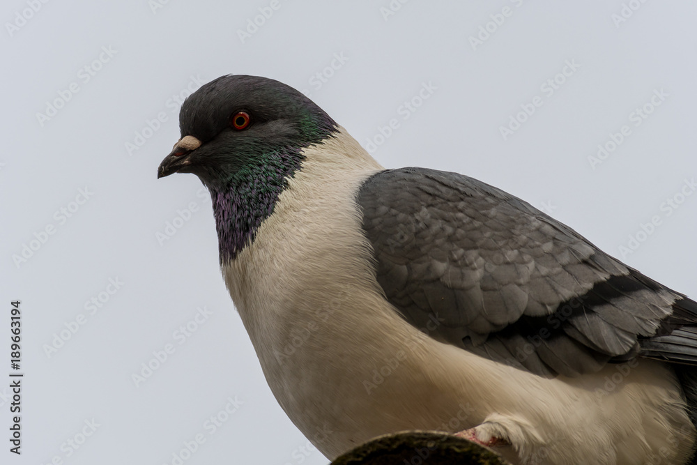 Detail portrait of a pigeon Detail portrait of a pigeon