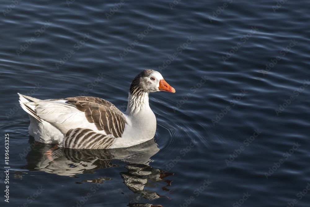 Goose in the river