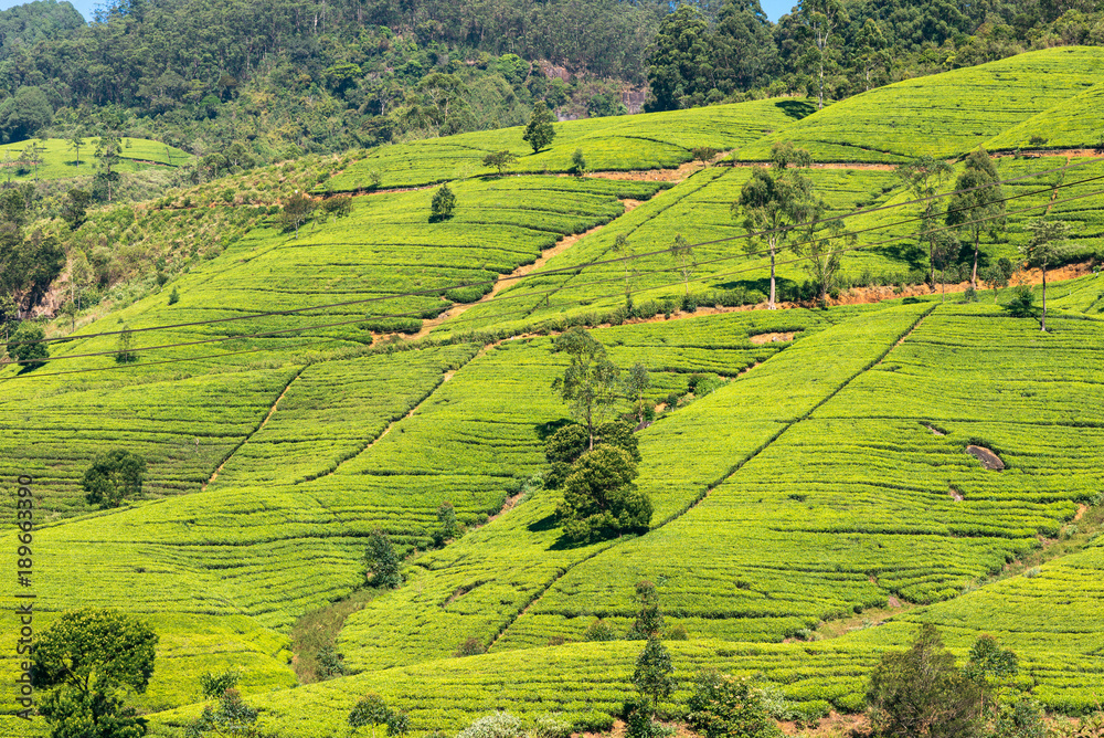 Tea plantation near the town of Nuwara Eliya, about 1900m above sea level. Tea production is one of the country's main economic activities.