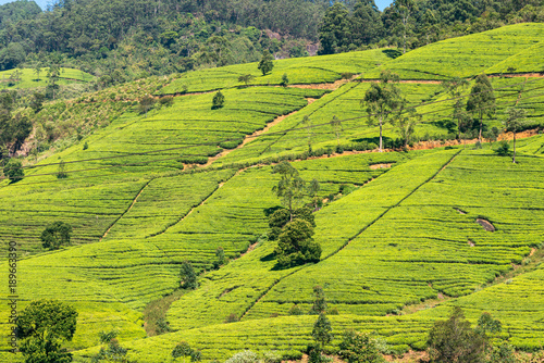 Tea plantation near the town of Nuwara Eliya, about 1900m above sea level. Tea production is one of the country's main economic activities.