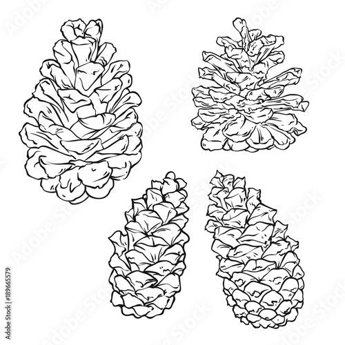 Pine cone set. Botanical hand drawn vector illustration. Vector illustration isolated on white background.