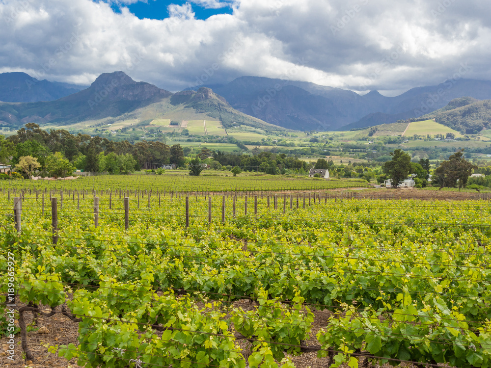 Wine region - Franschhoek - Vineyards with dramatic mountains and sky in background around Franschhoek