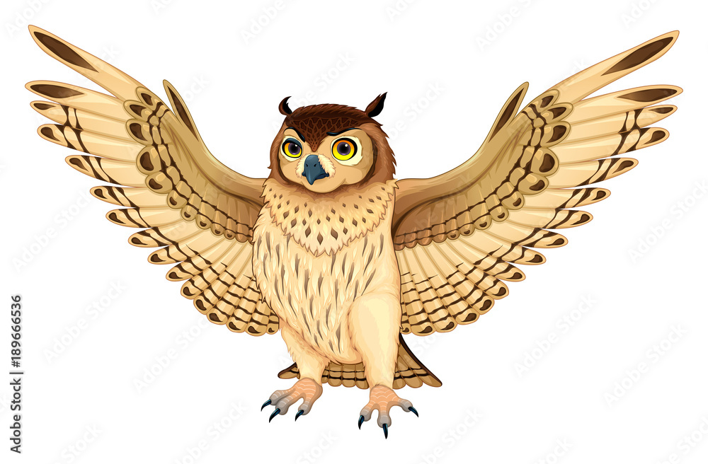 Obraz premium Funny owl with opened wings