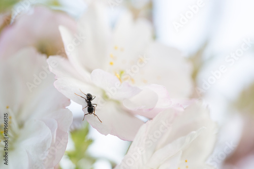 hardworking ant on white flower