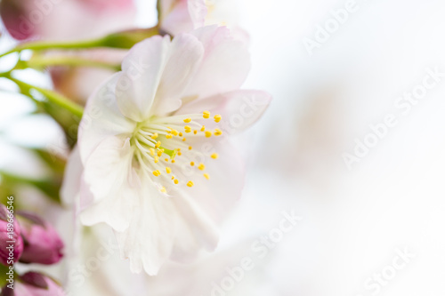 spring blossom background
