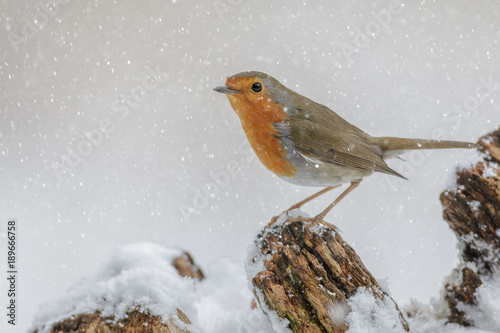 Winter robin in falling snow