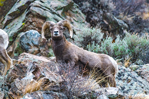 Bighorn Sheep Ram on a Rocky Mountainside