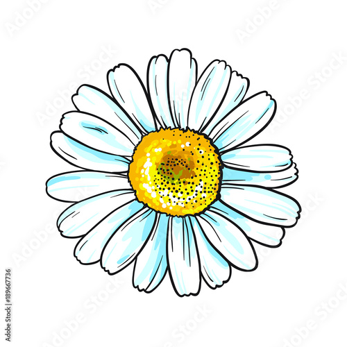 Vector white flower with yellow middle. Isolated on white background. Beautiful chamomile.