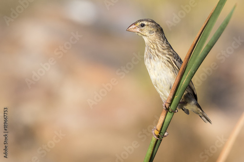 Southern Masked Weaver female perching on a reed near a waterhole in Kalahari