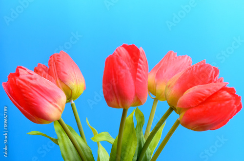 Brightly red tulips in a bouquet on a blue background.