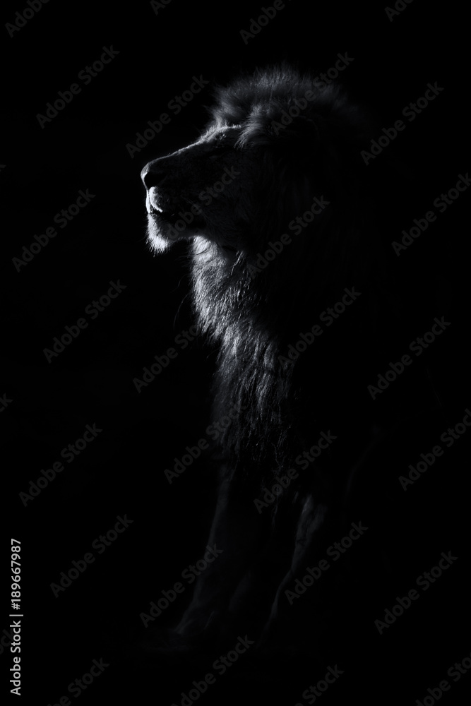 Fototapeta premium Silhouette of an adult lion male with huge mane resting in darkness artistic conversion