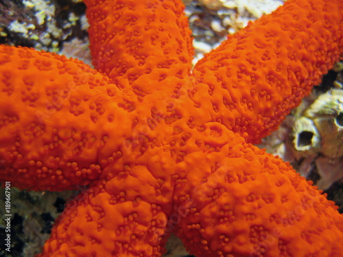 Close up of a red starfish Echinaster sepositus in the Mediterranean sea  Costa Brava  Catalonia  Spain
