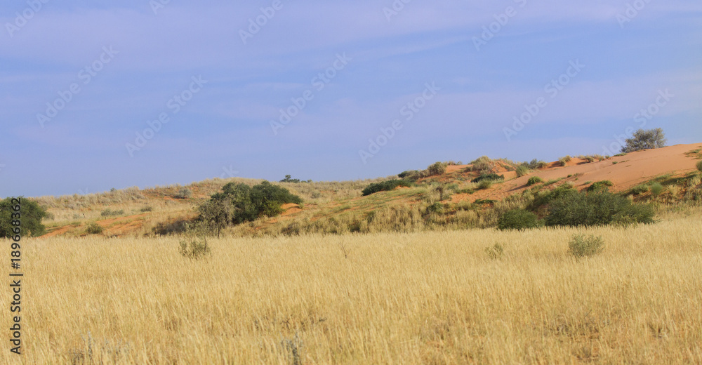 Grass growing on sand dunes in the Kalahari after good rains