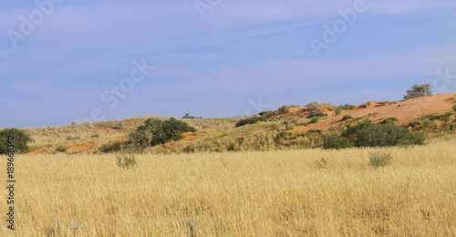 Grass growing on sand dunes in the Kalahari after good rains