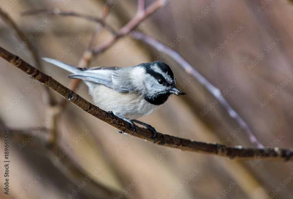 Fototapeta premium Mountain Chickadee Perched in a Tree