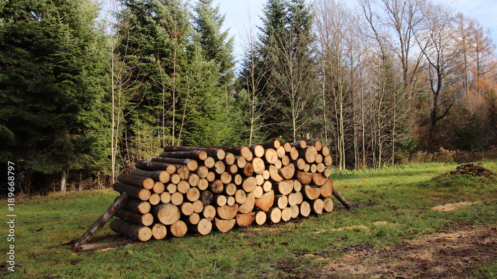 Harvesting of wood in the autumn mixed forest. Log pile of logs. Europe. Ukraine. Autumn 2017.